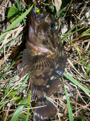 ガシラの釣果