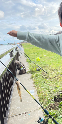 マハゼの釣果