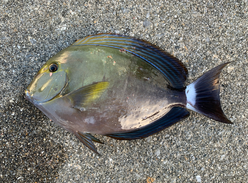 トカジャーの釣果