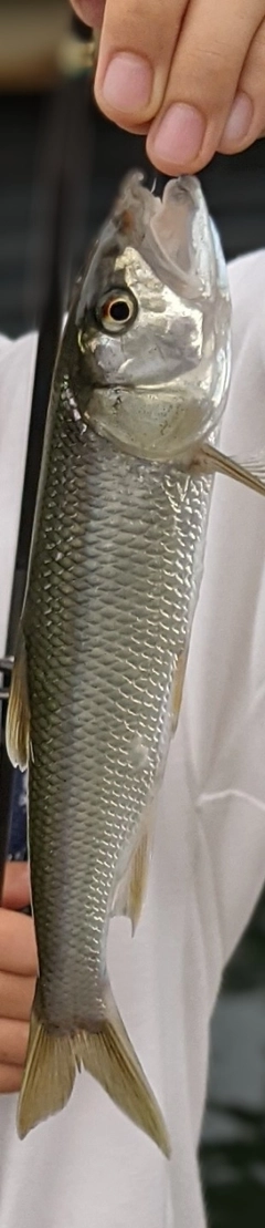 ハスの釣果