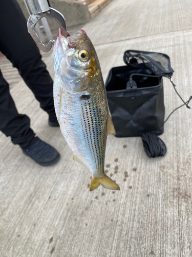 コノシロの釣果