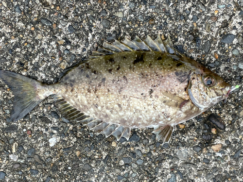 アイゴの釣果