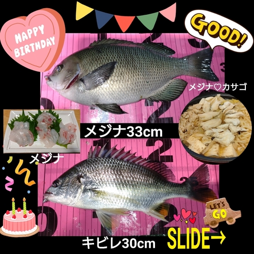 メジナの釣果