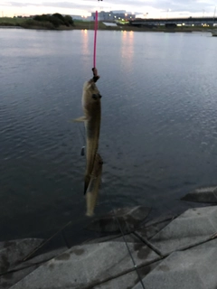 マハゼの釣果