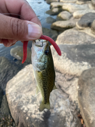 ラージマウスバスの釣果