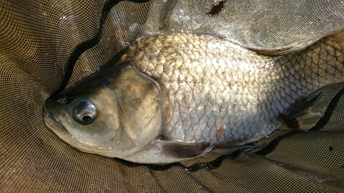 ヘラブナの釣果