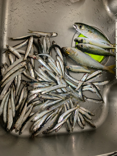 カタクチイワシの釣果