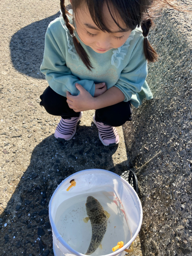 クサフグの釣果