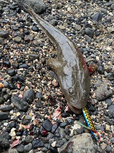 マゴチの釣果