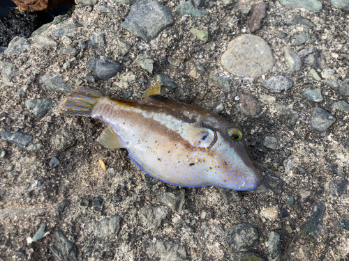 キタマクラの釣果