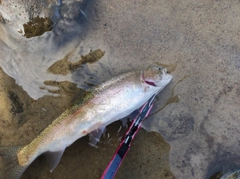 ニジマスの釣果