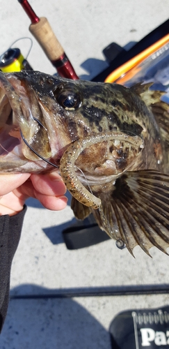 ベッコウゾイの釣果