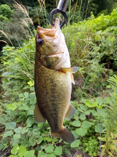 ブラックバスの釣果