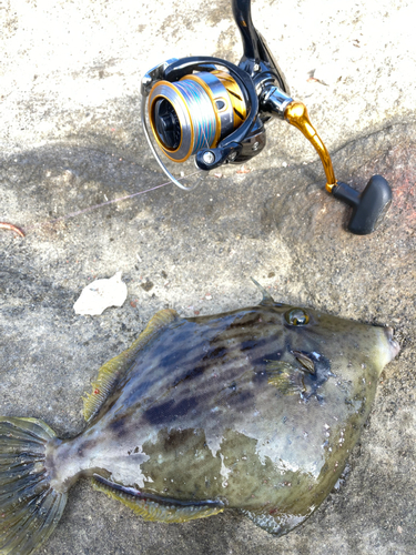 カワハギの釣果