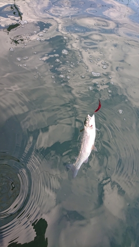 レインボートラウトの釣果