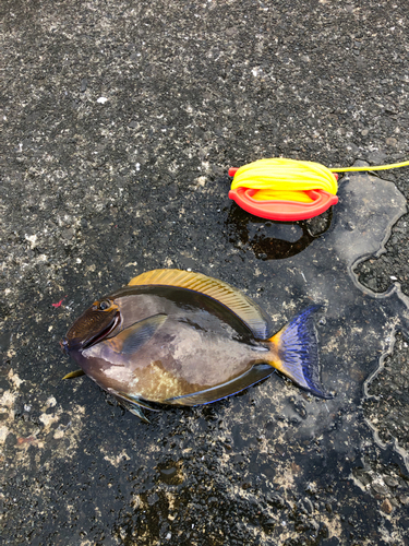 ニセカンランハギの釣果