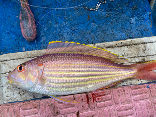 イトヨリダイの釣果