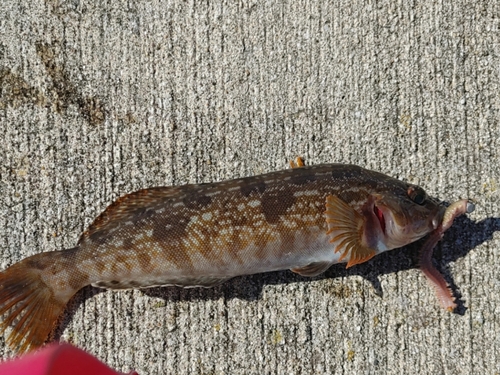 アイナメの釣果