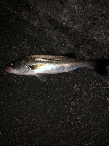 セイゴ（マルスズキ）の釣果