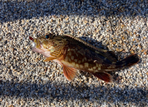 カサゴの釣果