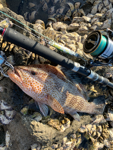 オオモンハタの釣果