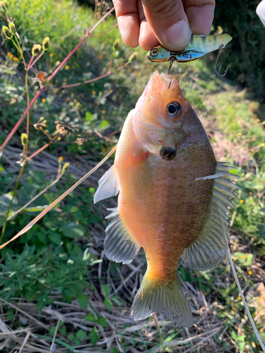 ブルーギルの釣果