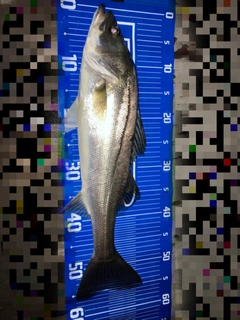 スズキの釣果