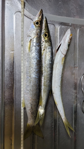 カマスの釣果