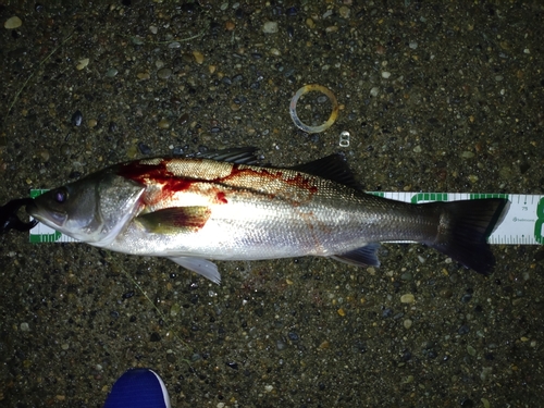 スズキの釣果