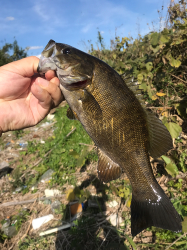 スモールマウスバスの釣果