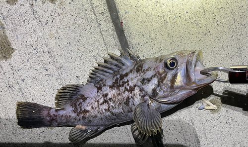 クロソイの釣果