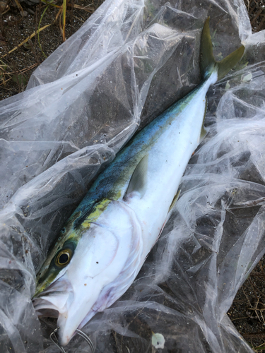 イナダの釣果