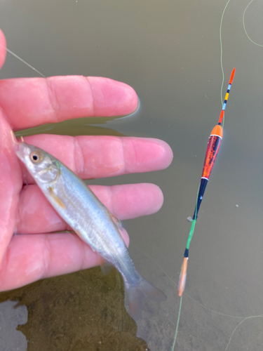 タモロコの釣果