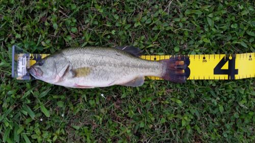 ブラックバスの釣果