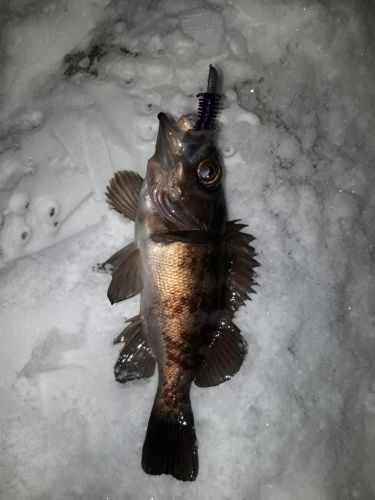 クロメバルの釣果