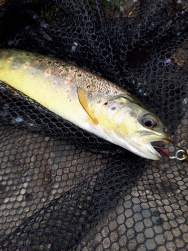 ブラウントラウトの釣果