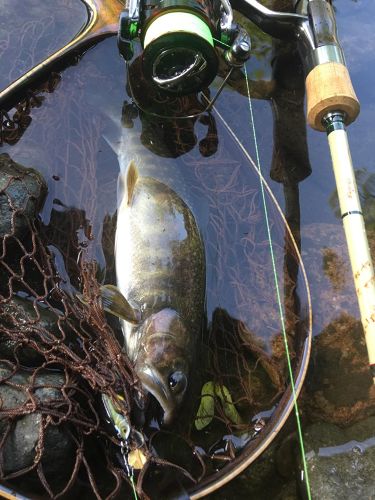 イワナの釣果