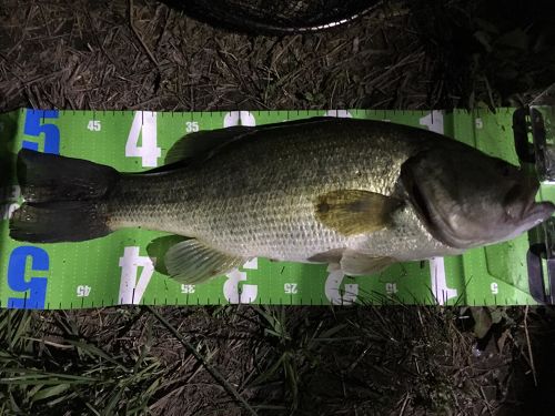 ブラックバスの釣果