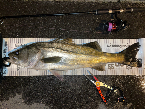 シーバスの釣果