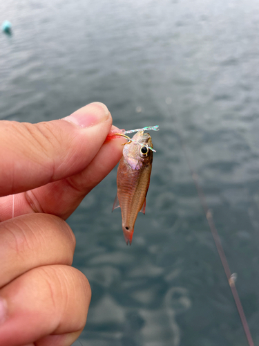 ネンブツダイの釣果