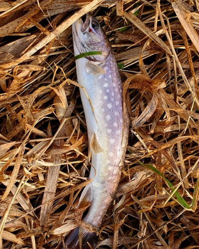 アメマスの釣果