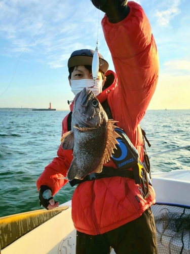 クロソイの釣果