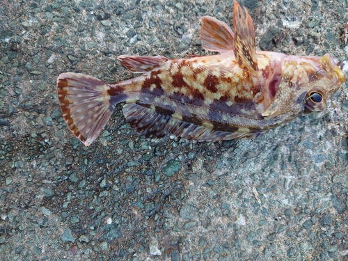 カサゴの釣果