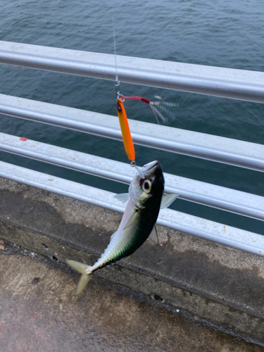 サバの釣果