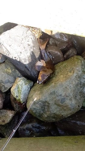 アイナメの釣果