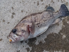 クロソイの釣果