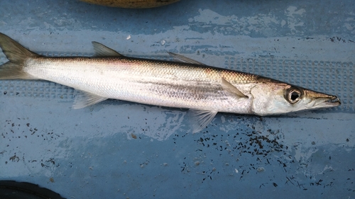 アカカマスの釣果