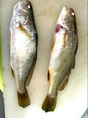 イシモチの釣果