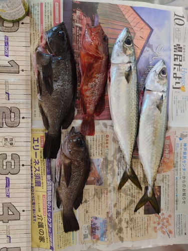 クロメバルの釣果