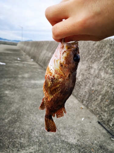 カサゴの釣果